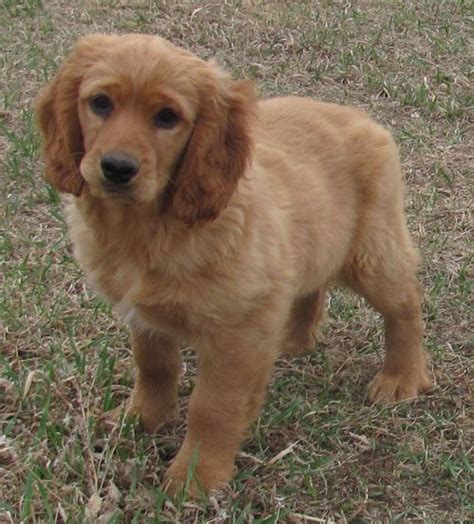 Cocker Spaniel Golden Retriever Mix Full Grown