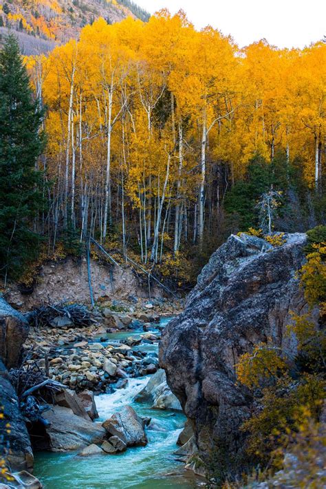 Quaking Aspen Trees Leaves Forest Wallpapers - Wallpaper Cave