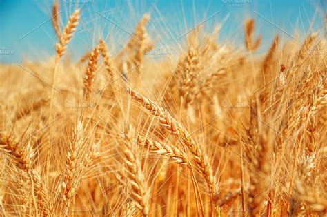 Gold wheat field and blue sky. Beautiful ripe harvest | High-Quality Nature Stock Photos ...