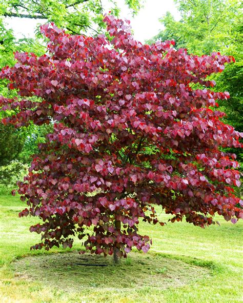 Merlot Redbud Tree For Sale Online | The Tree Center