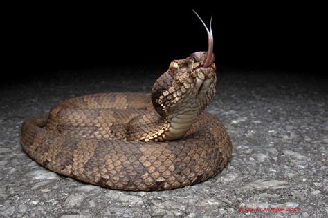 Venomous snakes of Okinawa-Japan | Okinawa Nature Photography