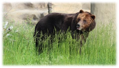 Animal Welfare: Grizzly Bears Really Dig Their Expanded Habitat ...