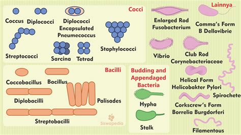 Bentuk Bentuk Bakteri Kokus - Homecare24