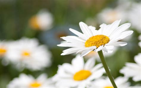 Daisy Wallpaper High Quality Free Download