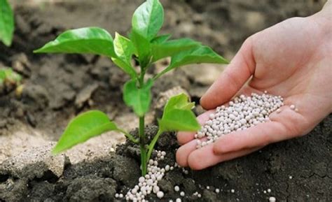 Australian Specialist Phosphate Fertilizer provider plans to set up Soil Testing Business across ...