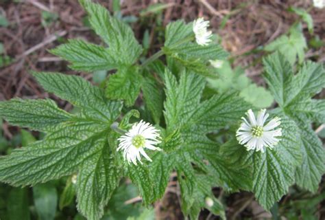 Goldenseal - Organic Medicinal Live Plants for Sale - Crimson Sage Nursery