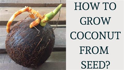 How to grow coconut tree from seed | Coconut germination & propagation ...