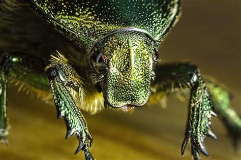 Best Insects Macro Photography by Sergey Babaev | 99inspiration