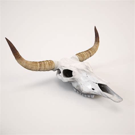 Animal Skull with Long Horns