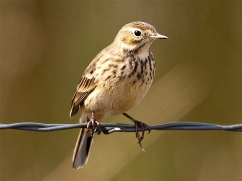 Birds of The World: Wagtails, Pipits (Motacillidae)