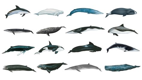 Types Of Whales Whale Species In English Popular Whale Species In | Free Download Nude Photo Gallery