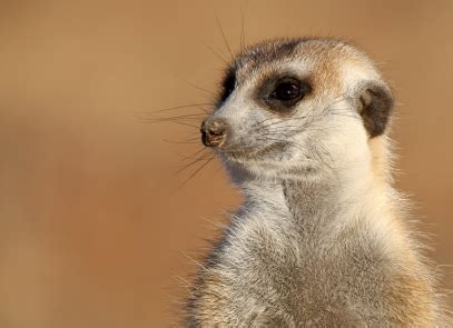 Meerkat Facts | Suricat