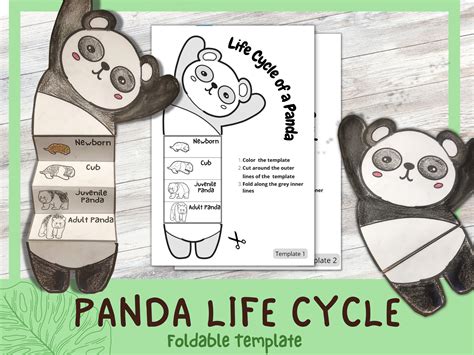 Panda Life Cycle Printables Simple Creative Learning, 54% OFF