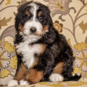 Best St. Berdoodle Guide! (2024) - Saint Bernard Poodle Mix! - We Love ...