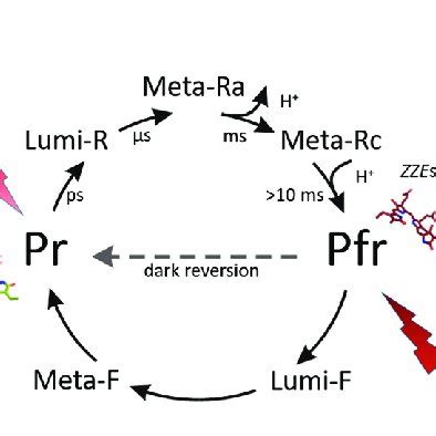 Biliverdin structure and the photocycle of BphPs. (a) The structure of ...