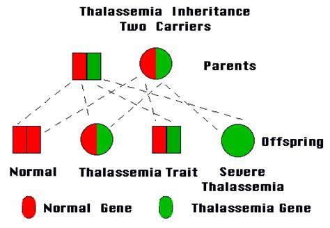 Thalassemia - Types, Causes, Symptoms, Diagnosis and Treatment