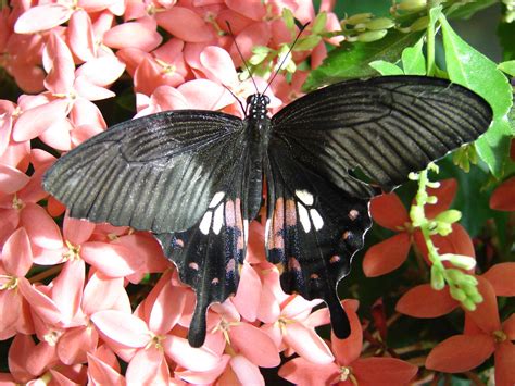 smithsonian trip 062 | Butterfly Pavilion (temporary exhibit… | Flickr