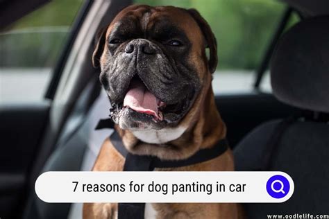 7 Reasons For Dog Panting In Car [Warning!] - Oodle Life