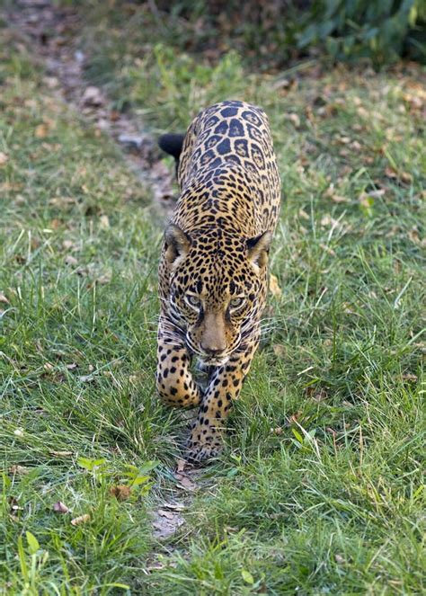 Jaguar stock image. Image of hunt, nature, animal, markings - 34392203