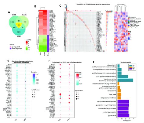 Expression alterations of glycosyltransferase-related molecules. (A ...