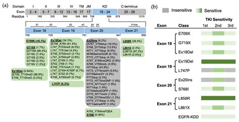 Targeted Therapy for NSCLC Patients with EGFR Mutations | Encyclopedia MDPI