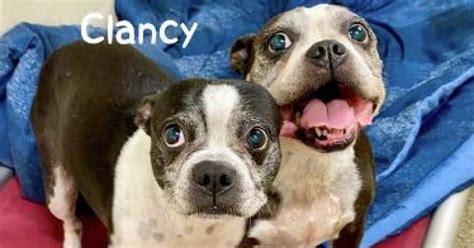 Lee County Domestic Animal Services celebrating Adopt a Shelter Dog ...