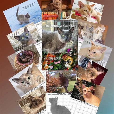 The Burmese Cat Club Calendar 2019 - Burmese Cat Club