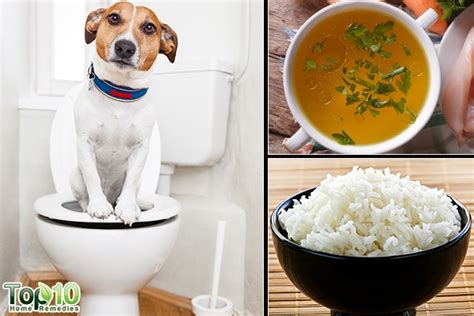 How to Treat Your Dog's Diarrhea at Home | Top 10 Home Remedies