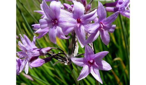 Tulbaghia 'Society Garlic' - Hello Hello Plants