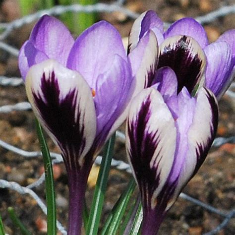 10 Purple White Crocus Bulbs Garden Hardy Perennial Flower Early Bloomer Spring - Bulbs, Roots ...