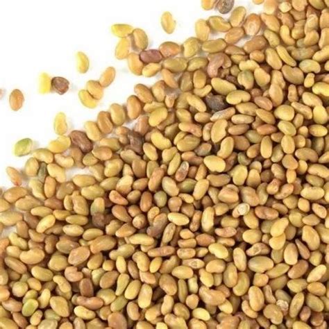 Alfalfa Grass Seeds Medicago Sativa at Rs 450/kg | herbal flower in New ...