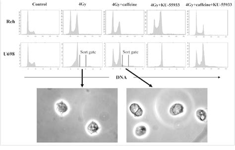 DNA content distributions 24 hours after 4 Gy and effects of KU-55933 ...