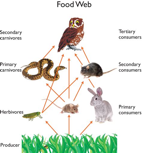 Food Chains In The Rainforest Diagrams