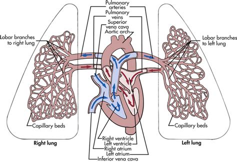 Pathophysiology | Pulmonary Embolism