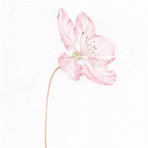 Apple Blossom Drawing at PaintingValley.com | Explore collection of Apple Blossom Drawing