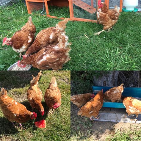 Rescue chickens. Top picture is from September 2019, bottom two of from the last two months ...