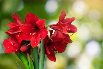 Cut Back Amaryllis Flowers As Soon As They Fade, But Keep The Leaves ...