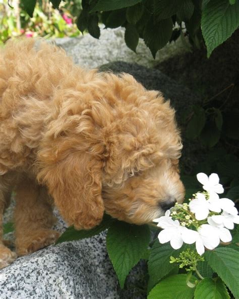 Adoption — Mini Goldendoodles To Love