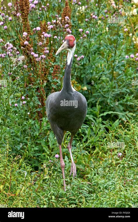 White-naped crane walking around in its habitat Stock Photo - Alamy