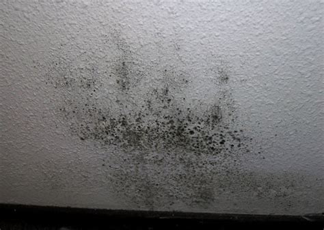 Understanding The Difference Between Mildew And Mold