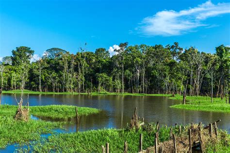 Amazonas Regenwald in Brasilien