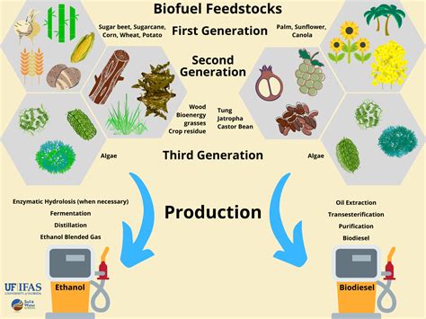 Get to know biofuels - UF/IFAS Soil and Water Sciences Department