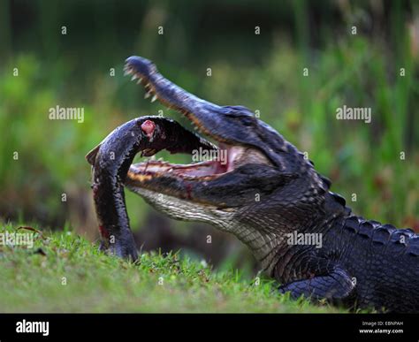 American alligator (Alligator mississippiensis), alligator eating a big fish, USA, Florida ...
