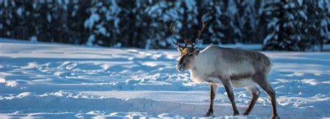 Caribou Habitat Restoration | ECO Canada