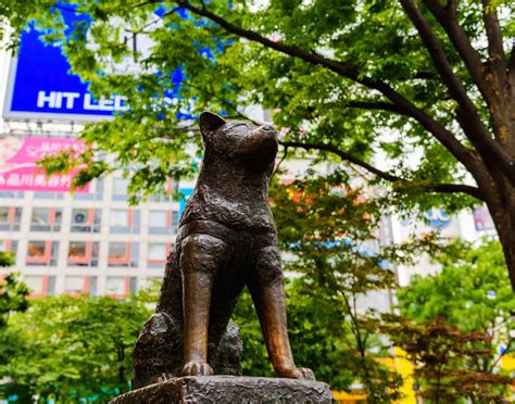 At first glance the small Hachiko Statue near Shibuya Scramble Crossing may not appear ...