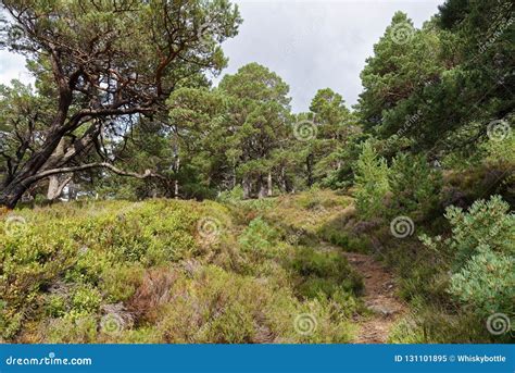 Caledonian Forest stock image. Image of trees, caledonian - 131101895