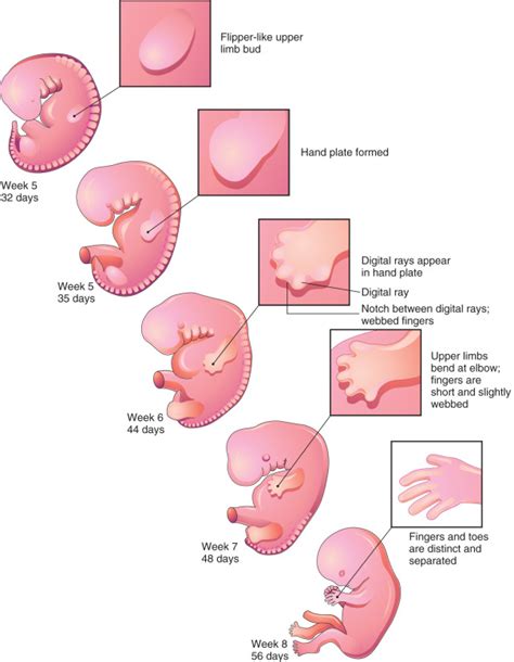 Development of Limbs | Obgyn Key