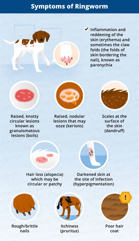 Ringworm in Dogs: Causes, Signs, & Treatment | Canna-Pet®