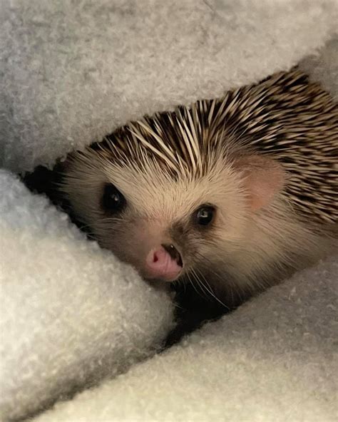 Best Bedding For Hedgehogs – Potenza Exotics