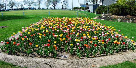 New Lakeview Park tulip garden | The newest attraction at Lo… | Flickr